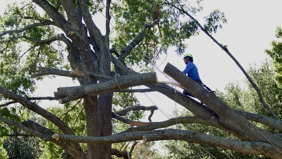 Professional Hazardous Tree Removal performed by certified arborists in Gainesville